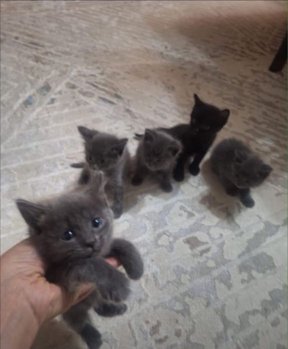 Отдам даром котят