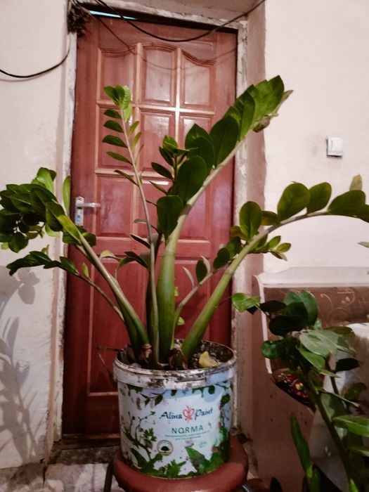 Продаю цветы для дома