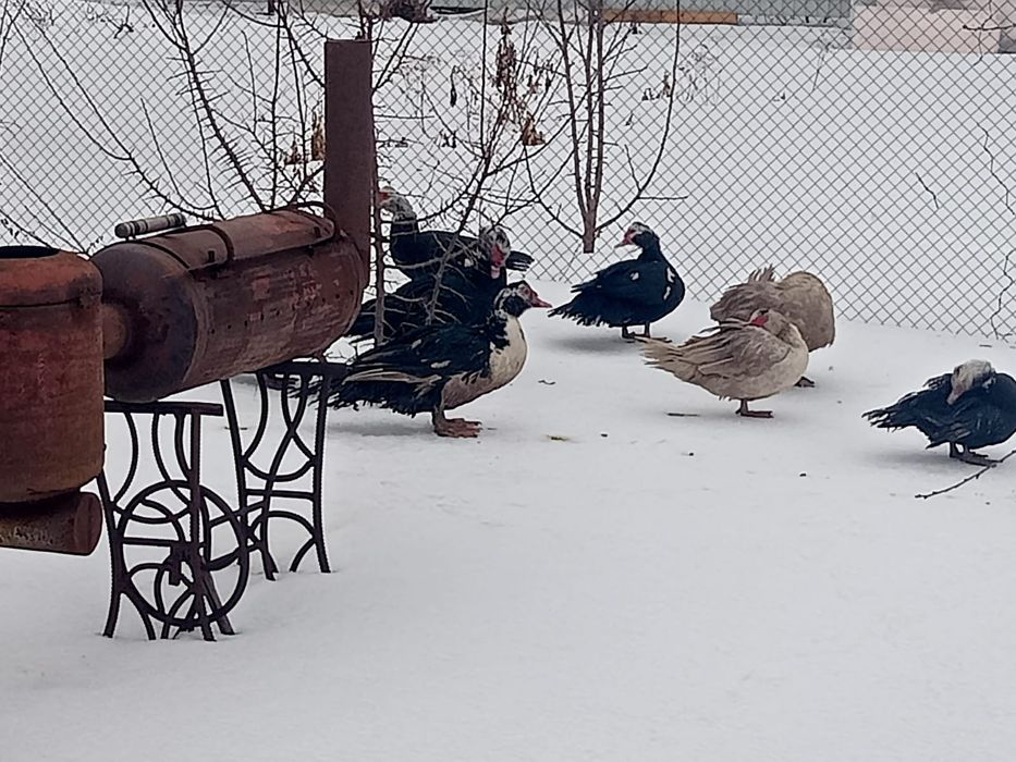 Ундаутки птица продам