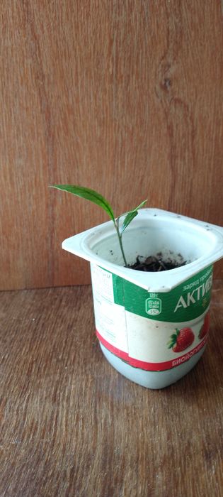 Синсепалум экзот.Магический фрукт.