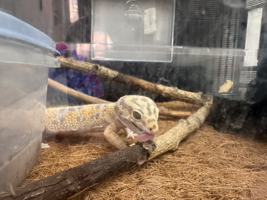 Продам ящерица эублефар