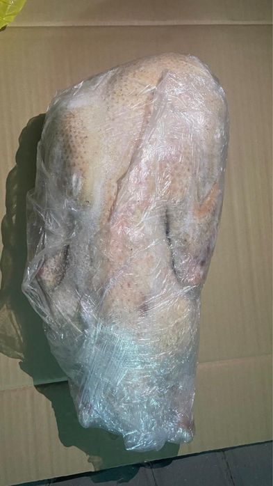 Продам гусей домашних