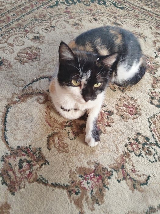 кошечка в самые добрые руки