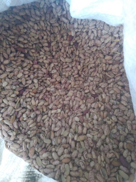 Fasol sotiladi sifatli