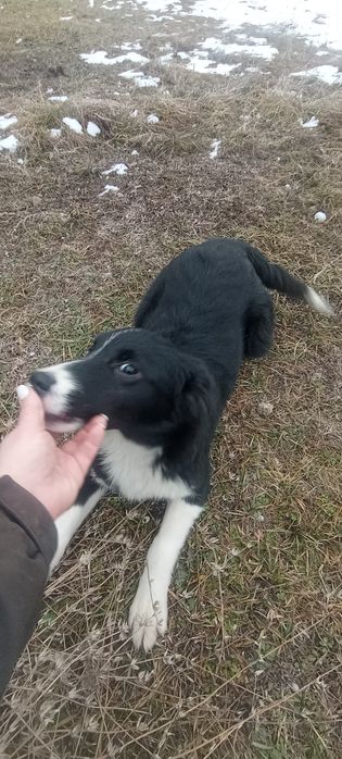 Привитые щенки 6 месяцев.