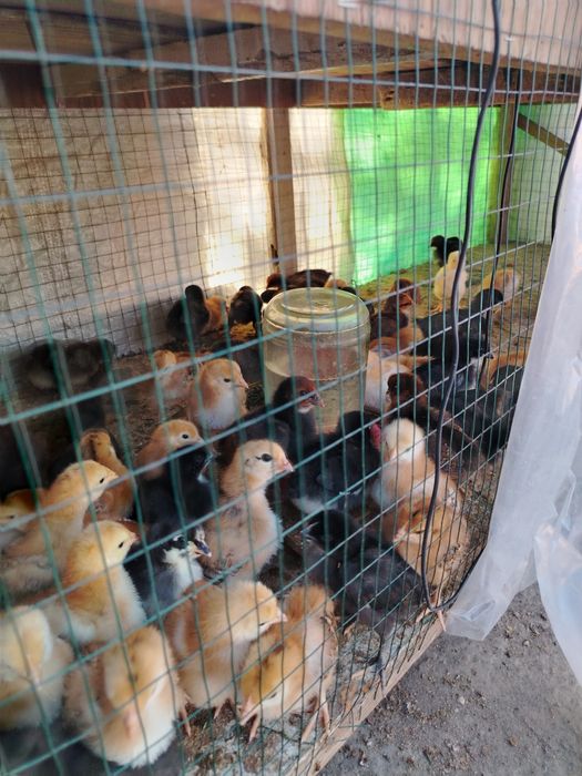 Зотли Жўжа лар сотилади