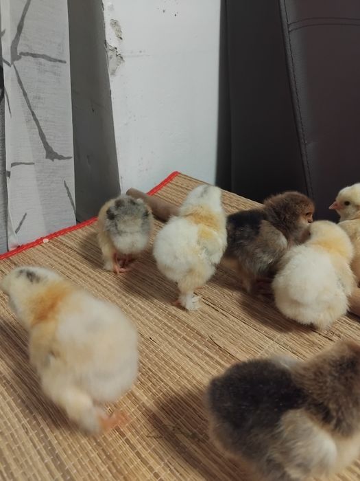 Pui de  Brahma.  Scoși de 3 zile