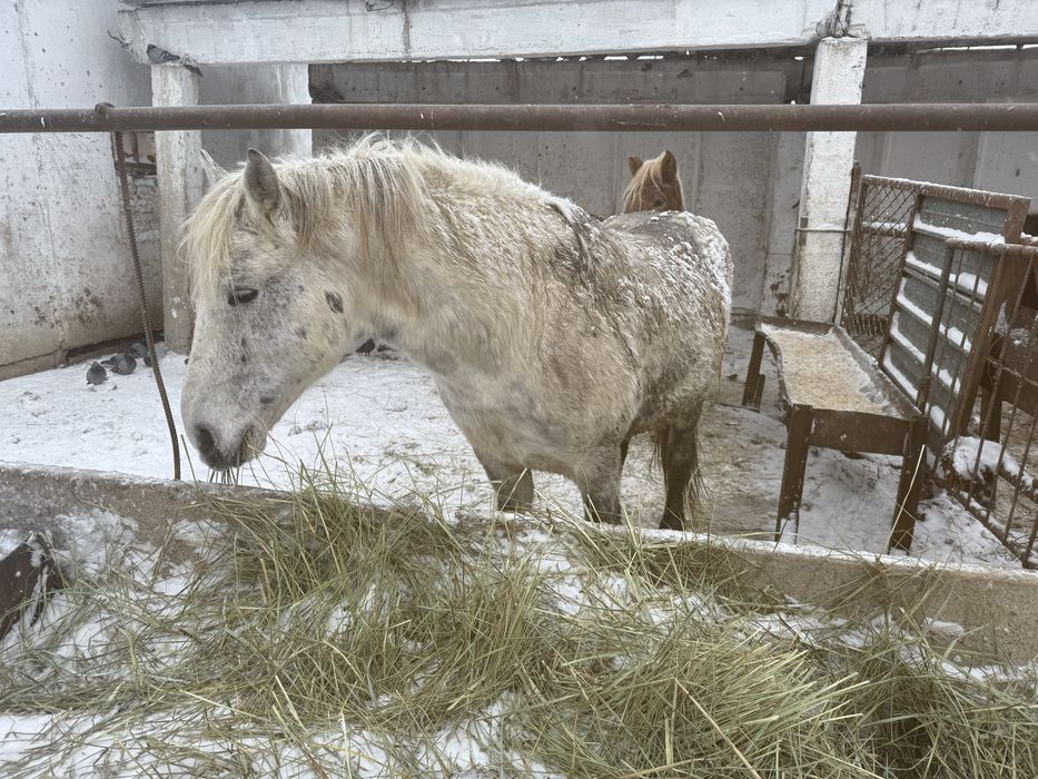 Продам Айгыр жеребец  8 лет