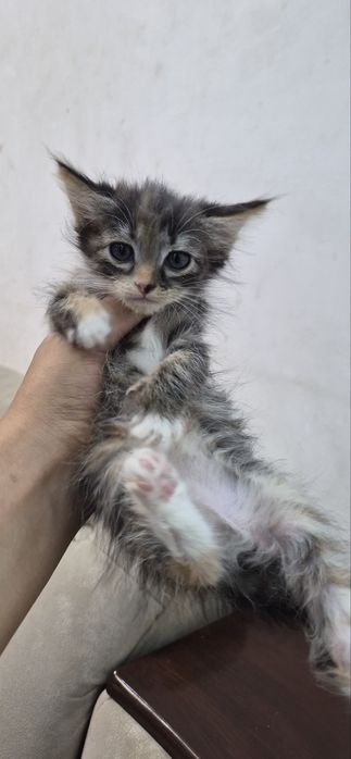 Котята 2,5 месяца отдам в добрые руки