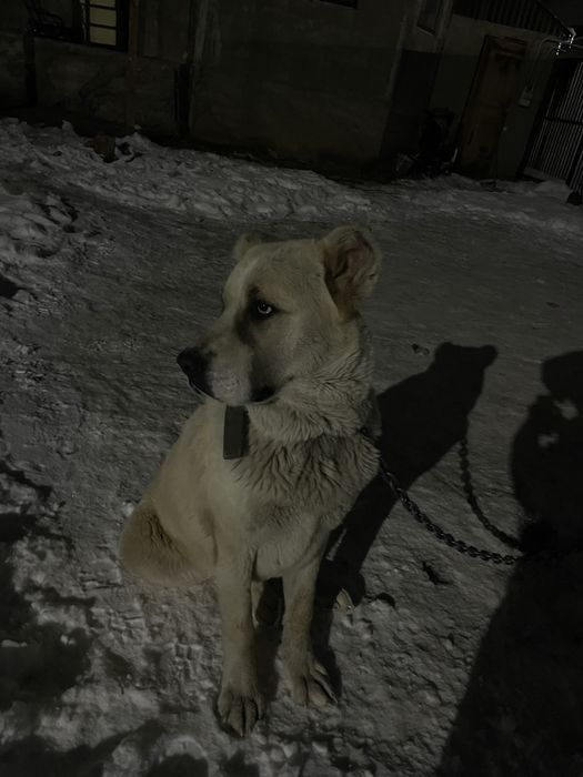 Вязка нужен невеста