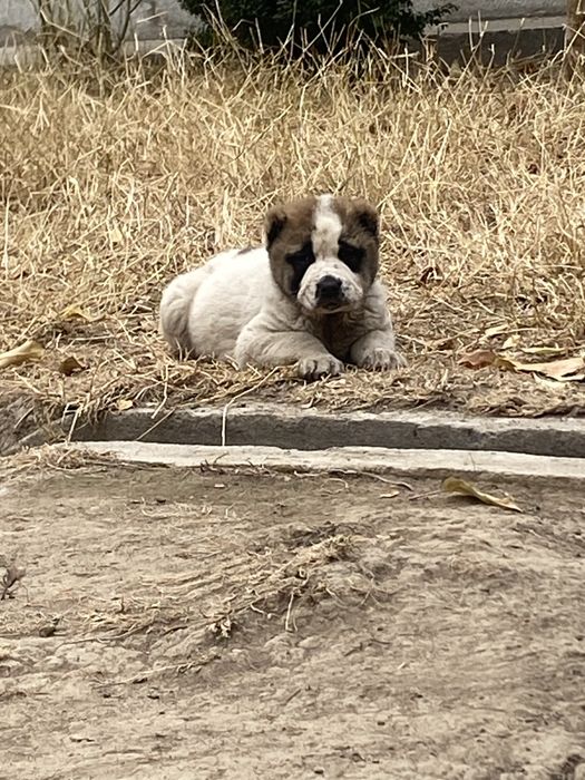 Alabay toza zot алабай 40 дней