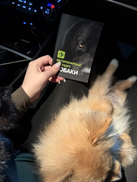 Померанский шпиц.