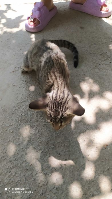 Котята домашние, отдадим в добрые руки