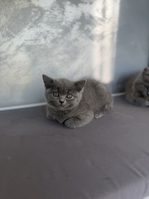 British shorthair