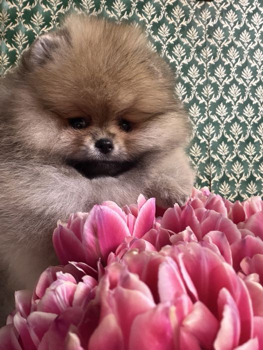 Щенок померанского шпица