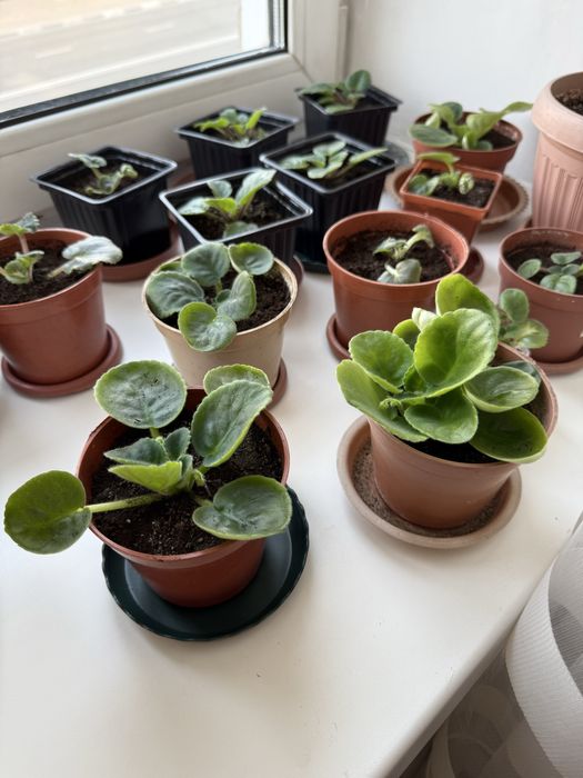 Фиалки комнатные