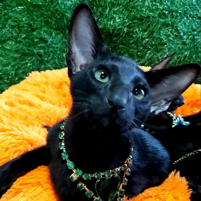 Чёрные Эбони- Ориенталы! КОТЯТА-