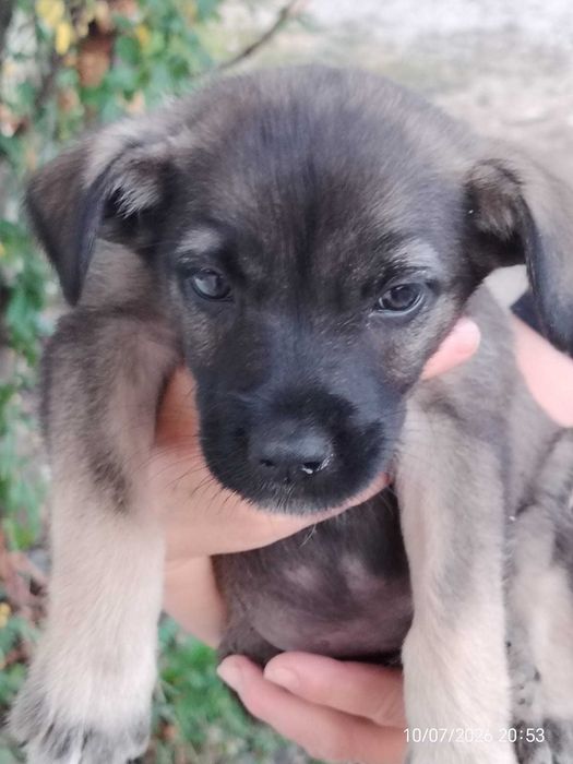 pisica castrata si catelus - livrez personal in Ploiesti sau apropiere (sate)
