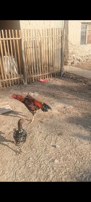 Дакан кораз сатылады