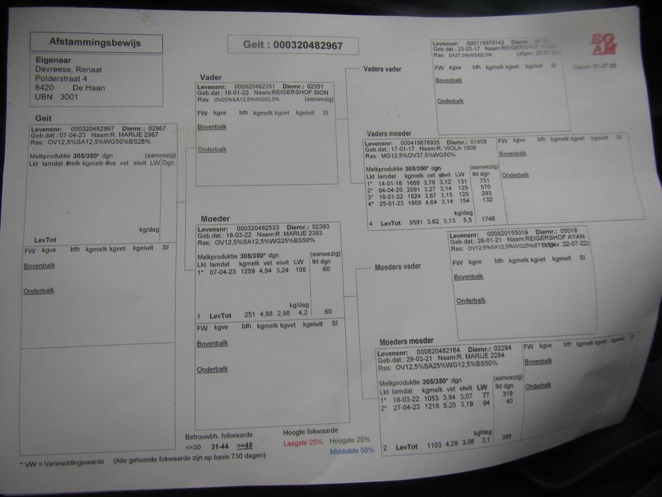 Saanen iezi (masculi) si ieduțe (femele)