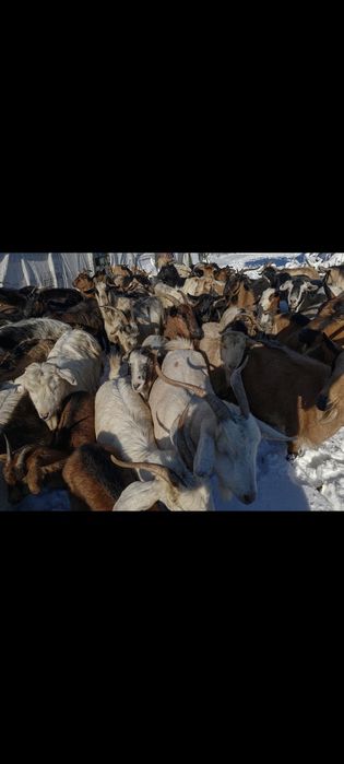 Mașini . Capre. cai .