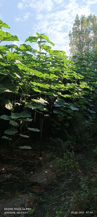 Павлония кўчатлари