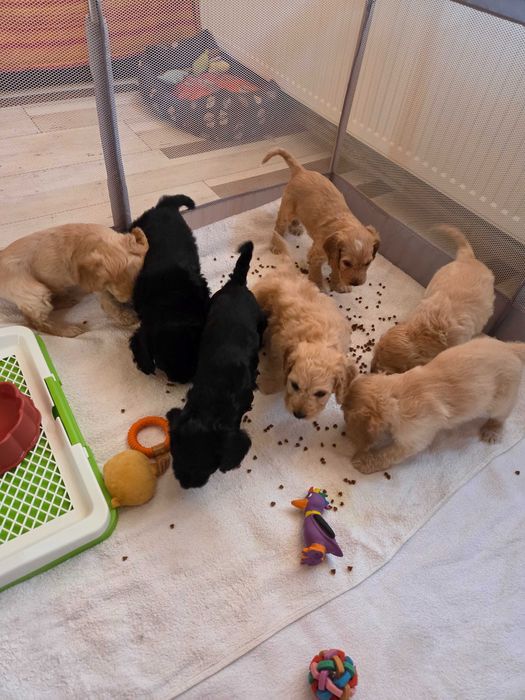 Кучета за трюфел