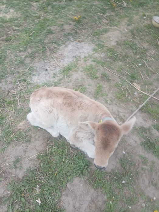 теленок ургашы торг бар