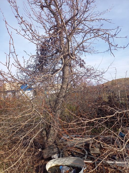 Дача спп  общество спп