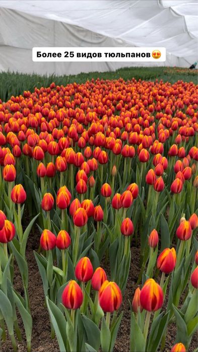 Тюльпаны оптом Алматы
