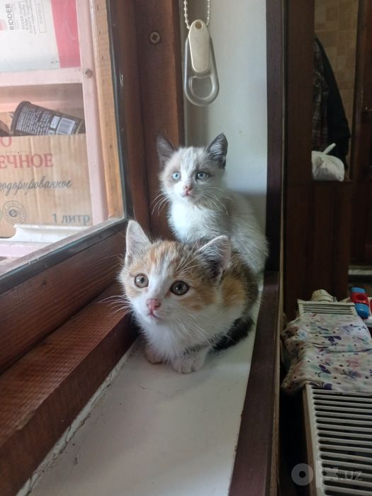 Пристраиваются котята .
