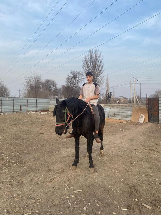 Продам жеребца айгыр.