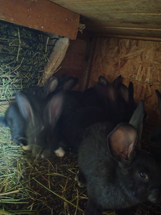 Vând iepuri de companie