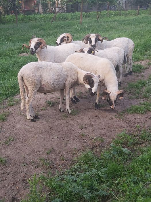 Berbeci brezi de Hateg