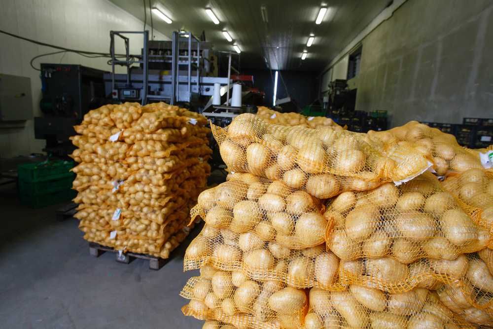 calitate  cartofi +60