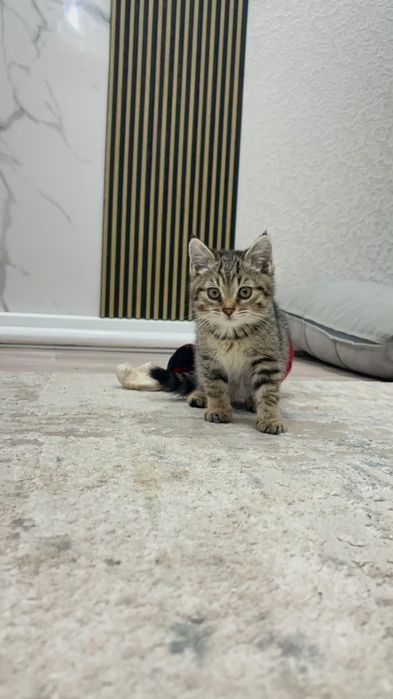 Котенок в добрые руки