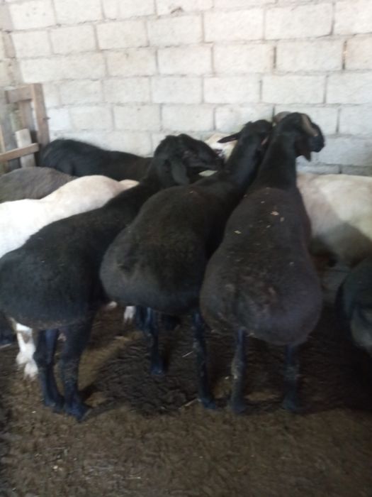 Ассаламу алекум Курбонлик учун ку́чкорлар кг. 70.000 су́м.