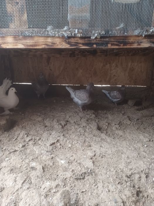 De vânzare 3 porumbei King