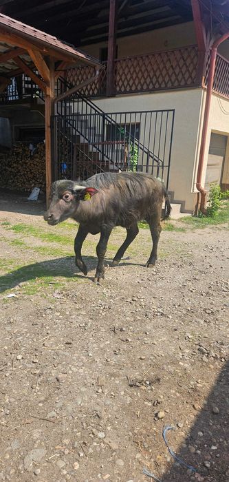 Tăuraș de bivol, vârsta 7 luni