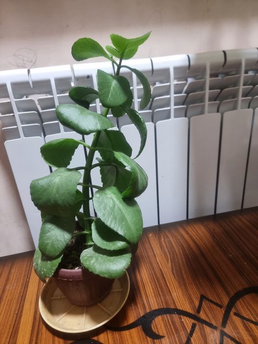 Красивые комнатных цветок Хона хавосини тозалайди ва уйингизга чирой б