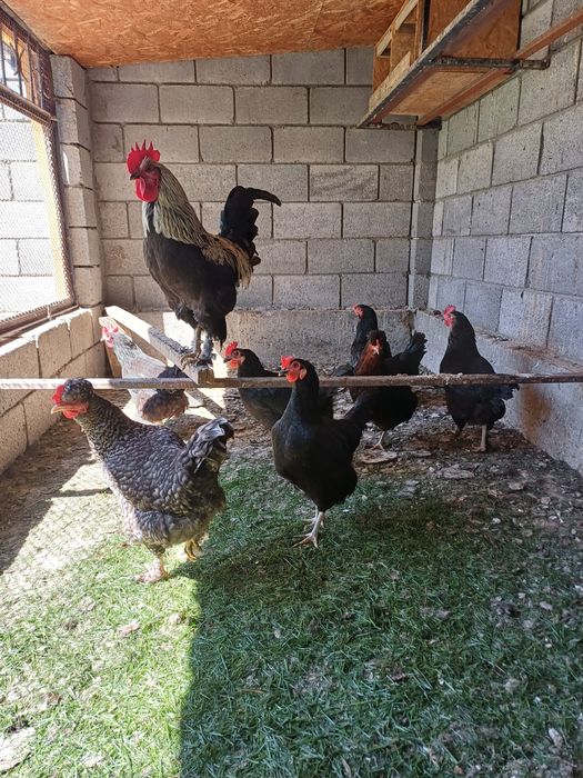 Қол тұқымы сатылады