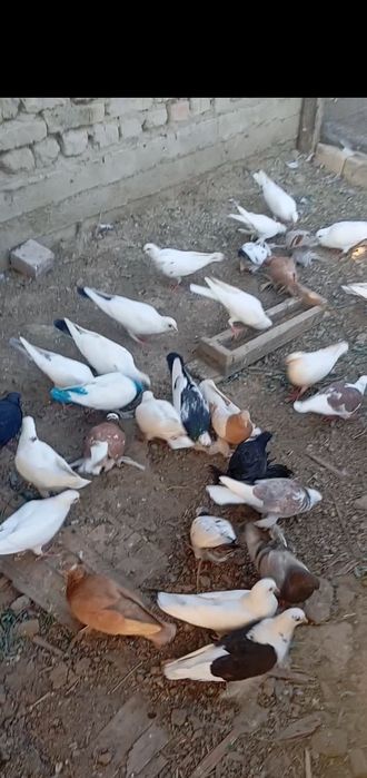 Кептерлер сатылады.