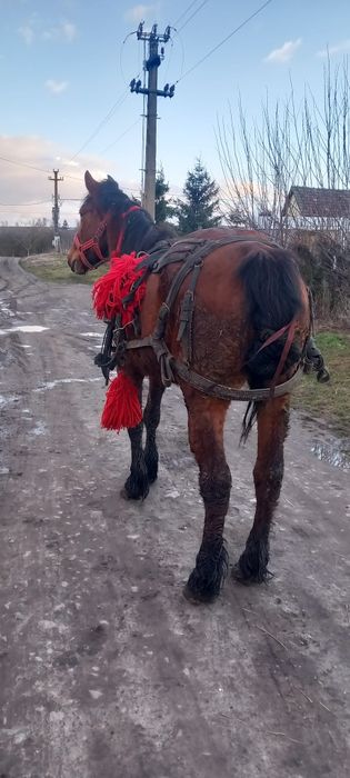 De vânzare iapa garantată de ham gestanta de 5 luni