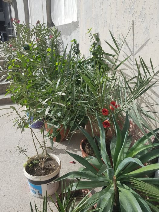 тувак гуллари ва бог гуллари