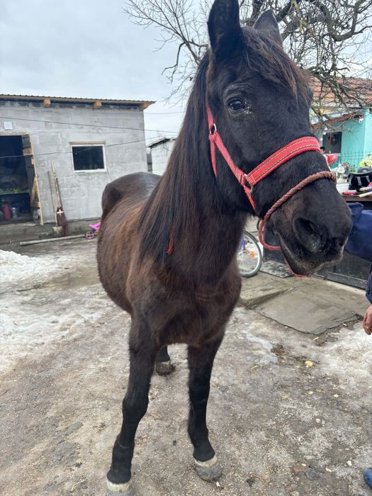 De vanzere iapa de 8 ani bland  farte bun la ham nu se teme de niminc