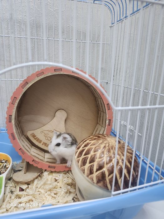 Хомяк джунгарсий.