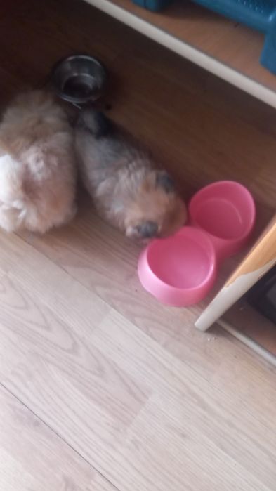 Щенки шпица миник