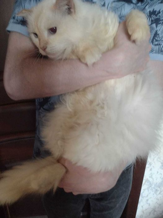 Отдам кота в добрые руки