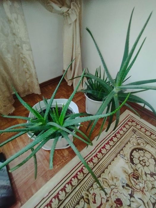 Продам алоэ Вера
