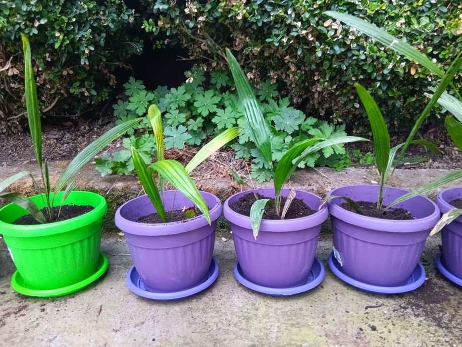 Студоустойчиви палми Трахикарпус